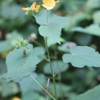 Abutilon subumbellatum Philcox